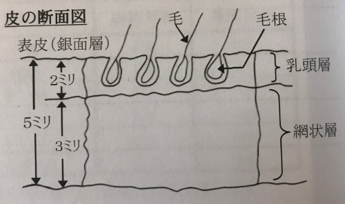 革の断面